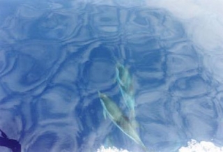  Delfines nadando bajo el agua 